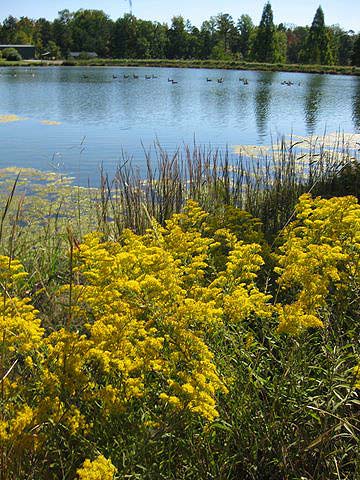 Natural Area at the Arboretum
