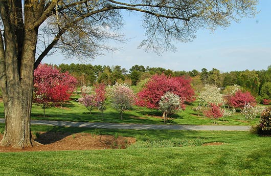 The Arboretum