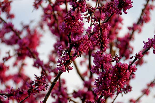 Flowering Trees