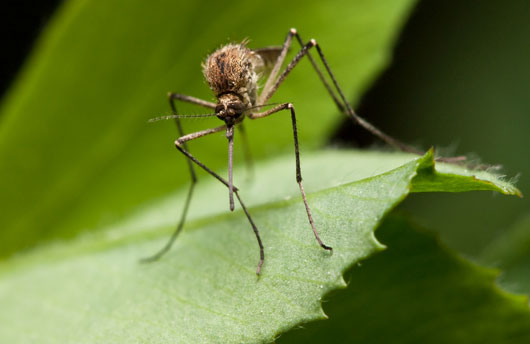 Mosquito Sprays