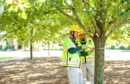 Tree Inventory